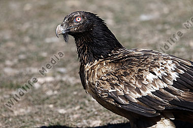 Bartgeier