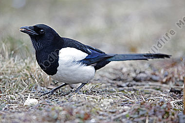 Elster