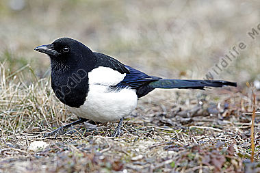 Elster