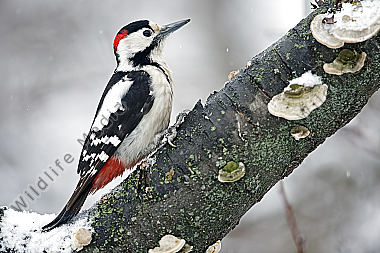 Blutspecht Männchen