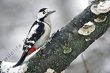 Blutspecht Männchen