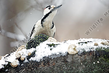 Blutspecht Männchen