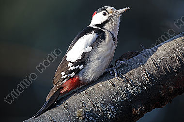 Blutspecht Männchen