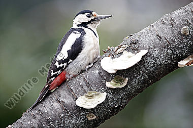 Blutspecht Weibchen