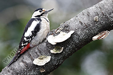 Blutspecht Weibchen