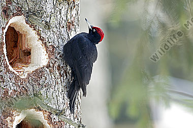 Schwarzspecht Männchen