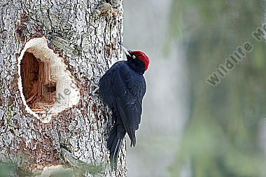 Schwarzspecht Männchen