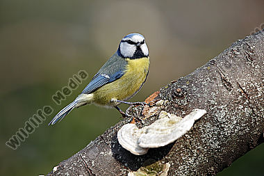 Blaumeise