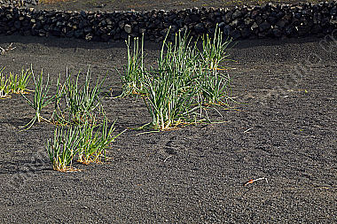 Gemüseanbau auf Lanzarote