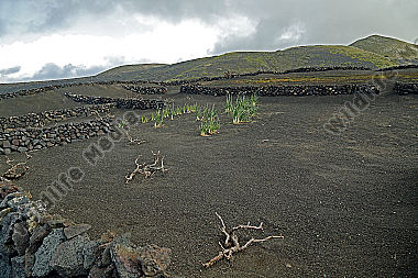Gemüseanbau auf Lanzarote