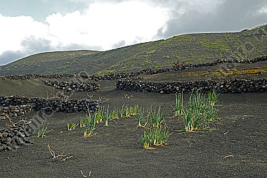 Gemüseanbau auf Lanzarote