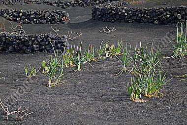 Gemüseanbau auf Lanzarote