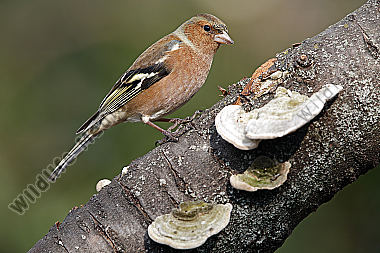 Buchfink Männchen