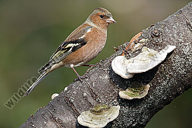 Buchfink Männchen