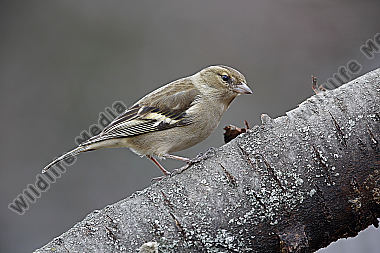 Buchfink Weibchen