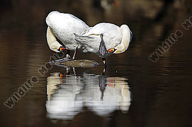 Höckerschwan