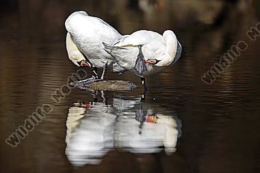 Höckerschwan