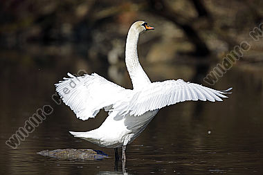 Höckerschwan