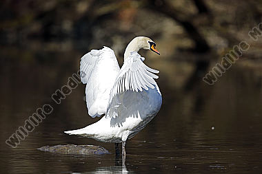Höckerschwan
