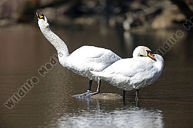 Höckerschwan