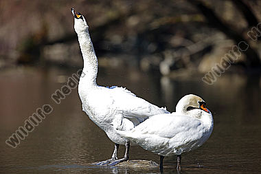 Höckerschwan