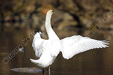 Höckerschwan