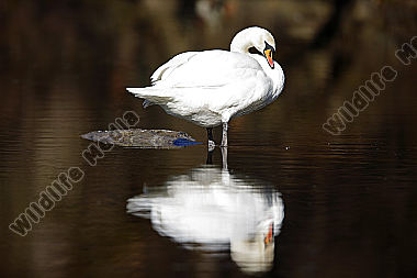 Höckerschwan
