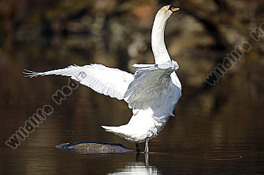 Höckerschwan