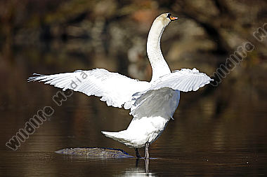 Höckerschwan