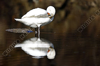 Höckerschwan