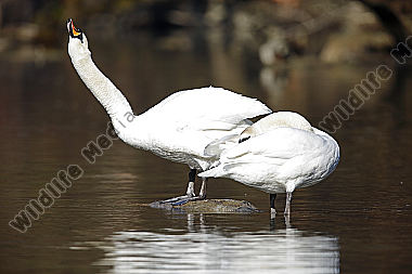Höckerschwan