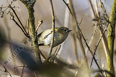 Ein Wintergoldhähnchen im Geäst eines Strauches