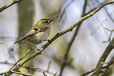 Ein Wintergoldhähnchen im Geäst eines Strauches