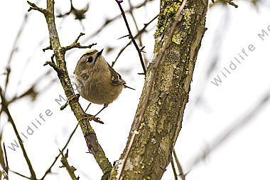 Ein Wintergoldhähnchen im Geäst eines Strauches