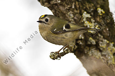 Ein Wintergoldhähnchen im Geäst eines Strauches