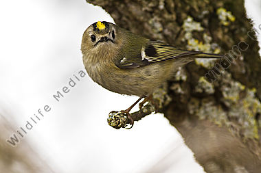Ein Wintergoldhähnchen im Geäst eines Strauches