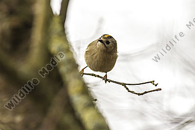 Ein Wintergoldhähnchen im Geäst eines Strauches