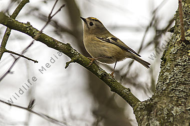 Ein Wintergoldhähnchen im Geäst eines Strauches