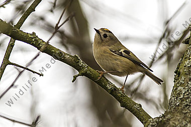 Ein Wintergoldhähnchen im Geäst eines Strauches