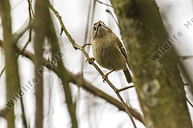 Ein Wintergoldhähnchen im Geäst eines Strauches
