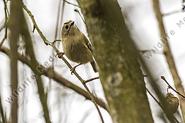 Ein Wintergoldhähnchen im Geäst eines Strauches