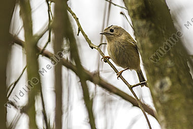 Ein Wintergoldhähnchen im Geäst eines Strauches