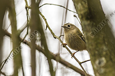 Ein Wintergoldhähnchen im Geäst eines Strauches