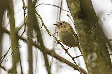 Ein Wintergoldhähnchen im Geäst eines Strauches