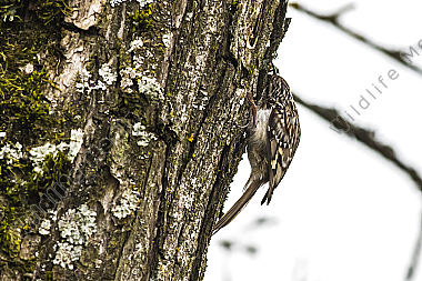 Ein Gartenbaumläufer sucht am Baumstamm nach Nahrung
