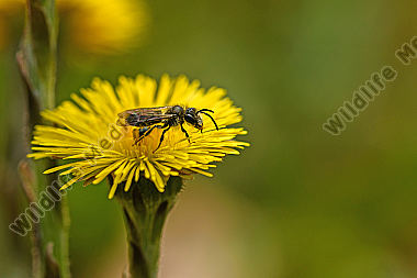 Huflattich mit Wildbiene