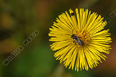 Huflattich mit Wildbiene
