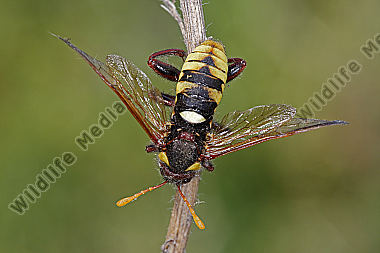 Keulenblattwespe Prunus