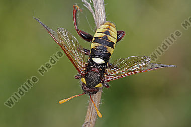 Keulenblattwespe Prunus