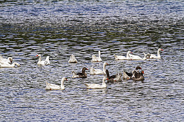 Hausgänse an der Saar bei Güdingen